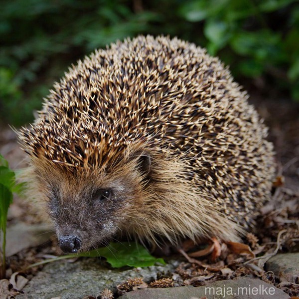 Hedgehog