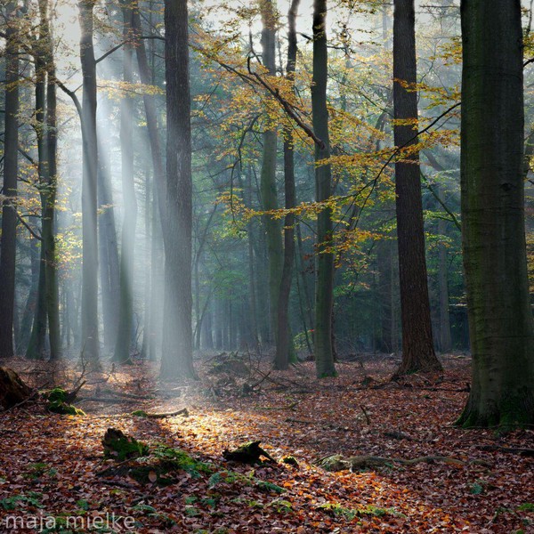 Autumn light