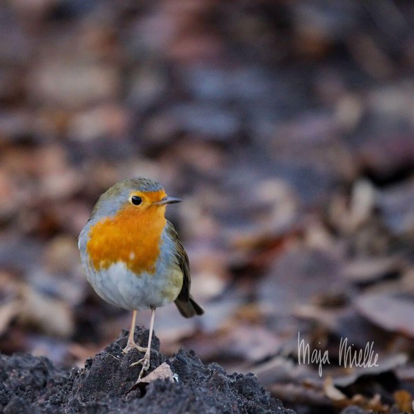 Robin