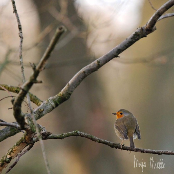 Robin