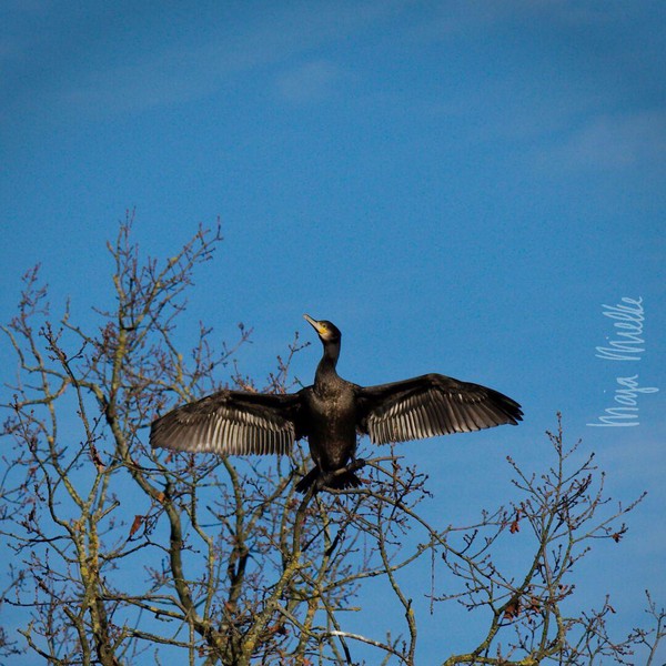 Cormorant