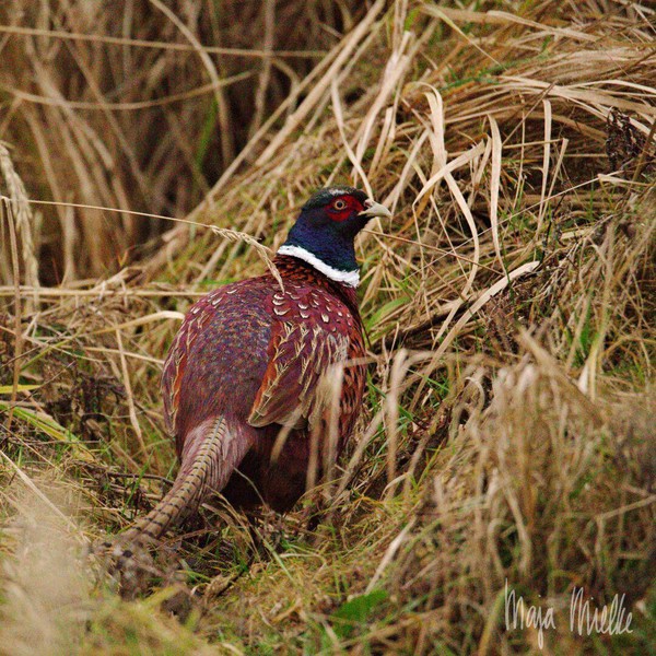 Pheasant