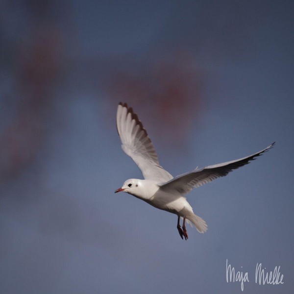 Black-headed gull