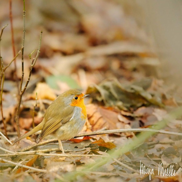 Robin