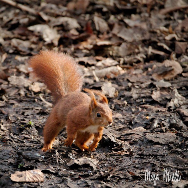 Squirrel