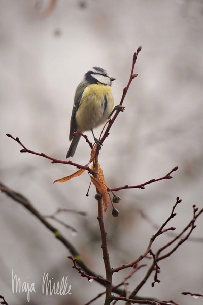 Blue tit
