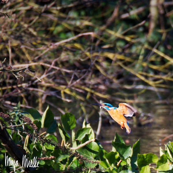 Kingfisher