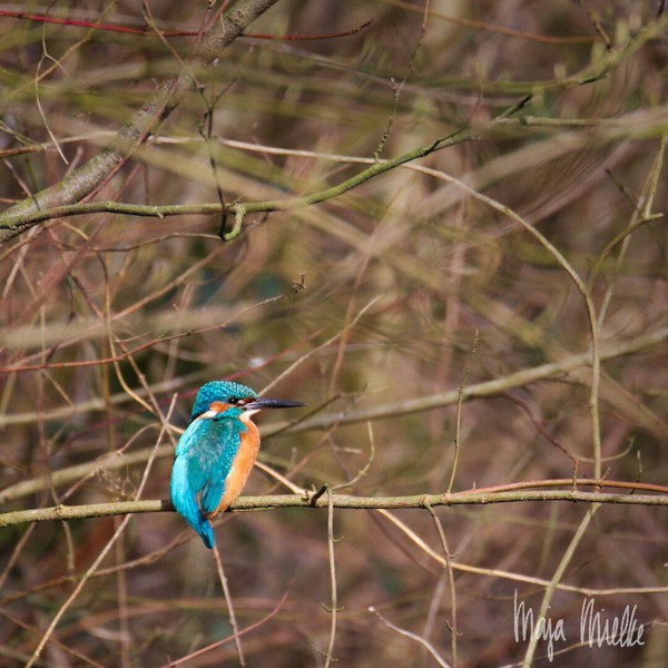Kingfisher