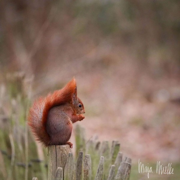 Squirrel