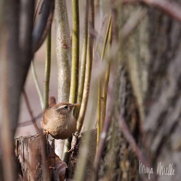 Wren