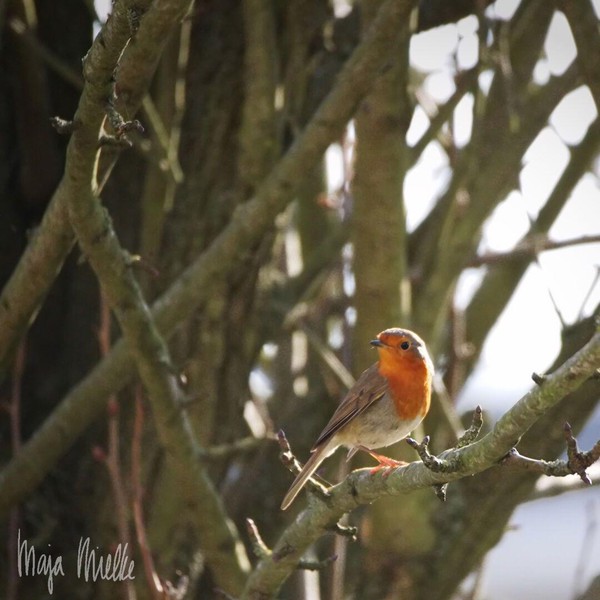 Robin