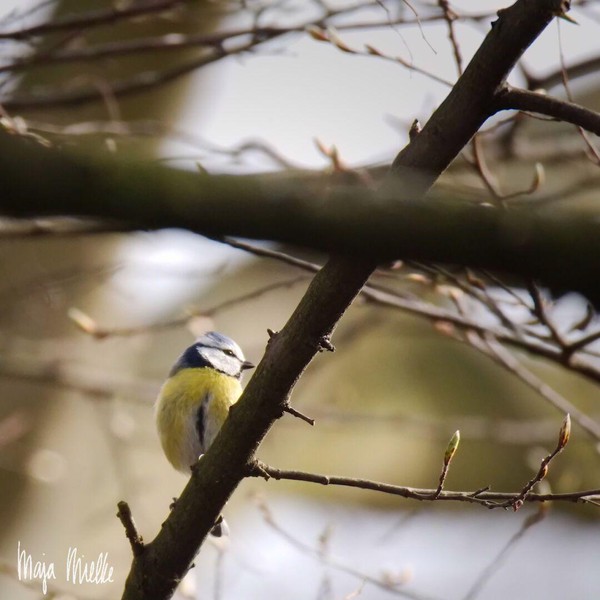 Blue tit