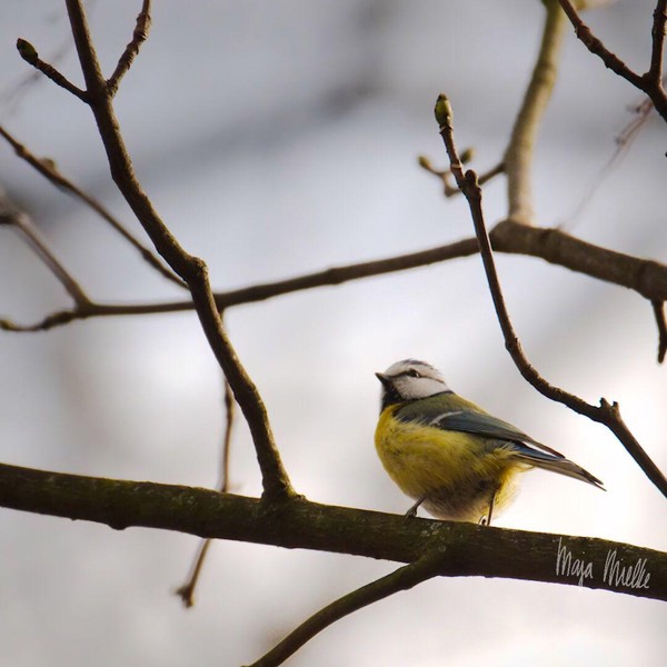 Blue tit
