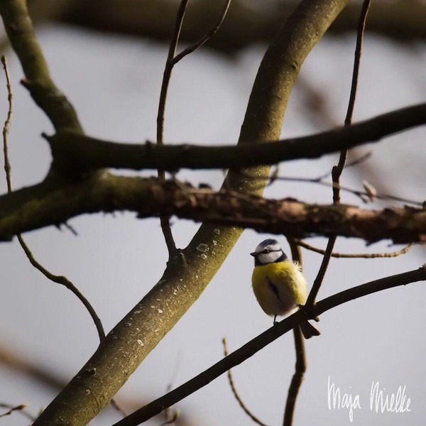 Blue tit