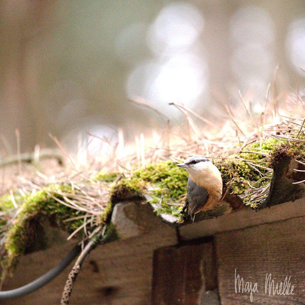 Eurasian nuthatch