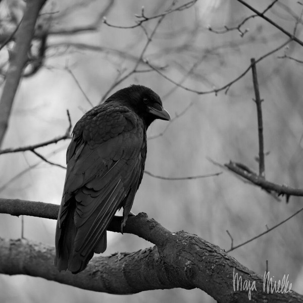 Carrion crow