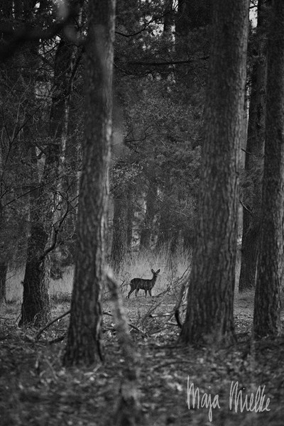 Roe deer