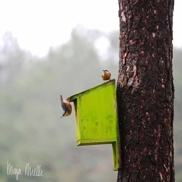 Eurasian nuthatch