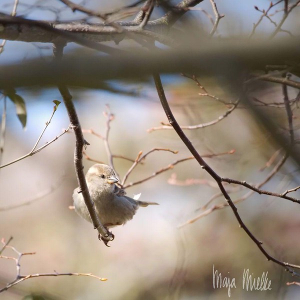 House sparrow