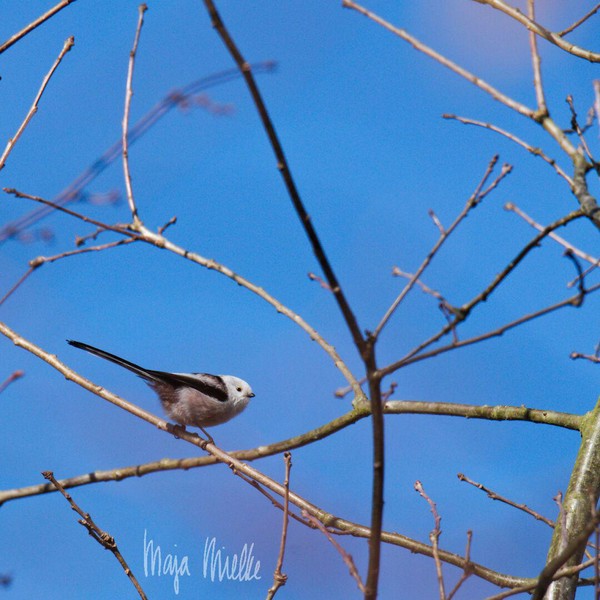 Long-tailed tit