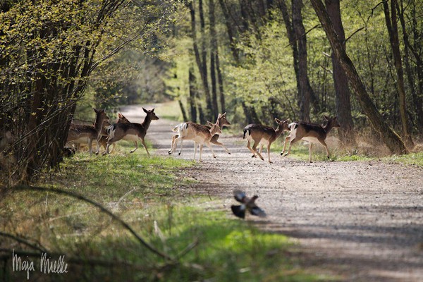 Deer