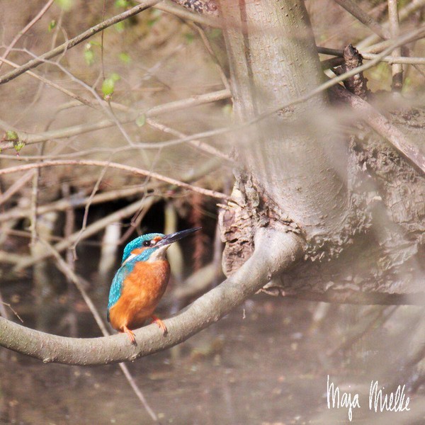 Kingfisher