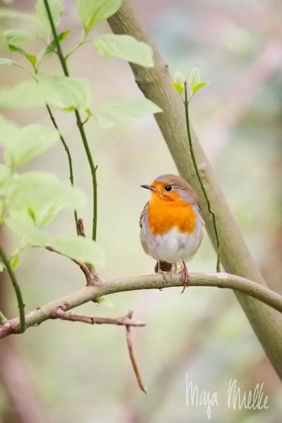 Robin