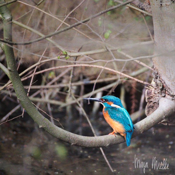 Kingfisher