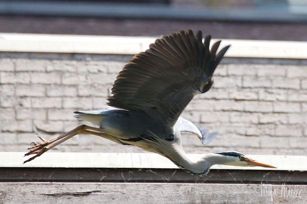 Gray heron