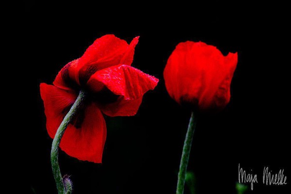Red poppy