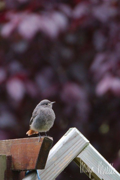 Redstart