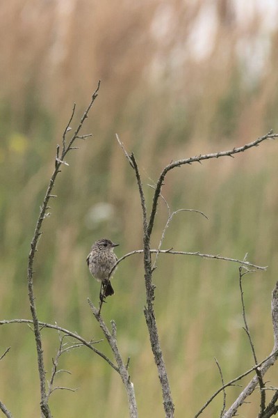 Young spotted flycatcher