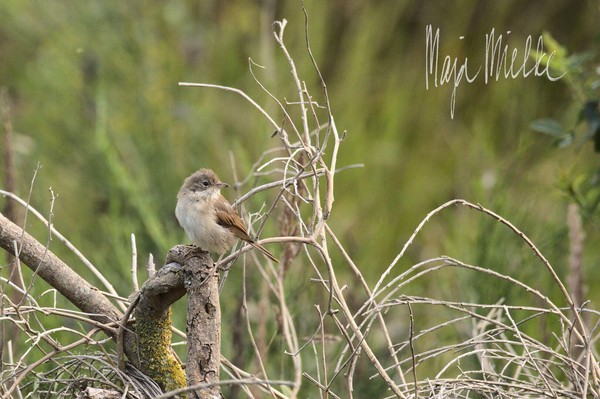 Marsh warbler