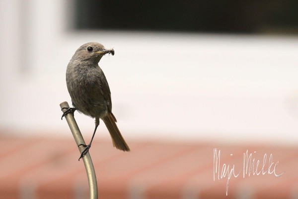 Female black redstart