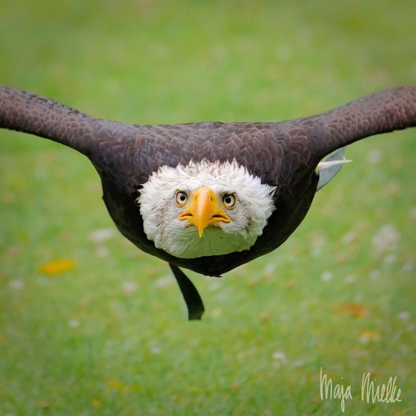 Bald eagle