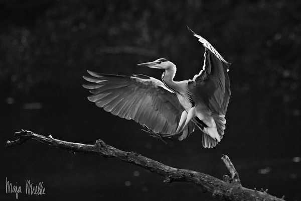 Gray heron