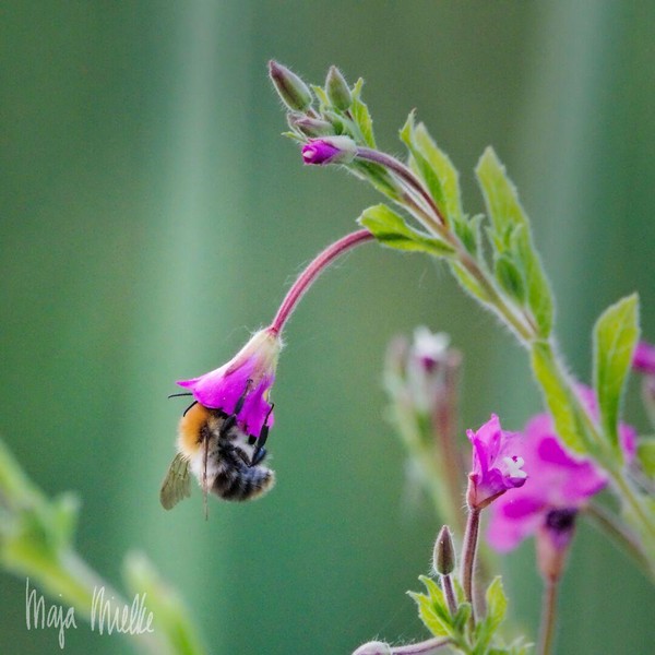 Bumblebee