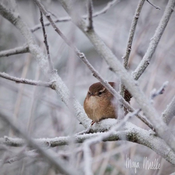 Wren