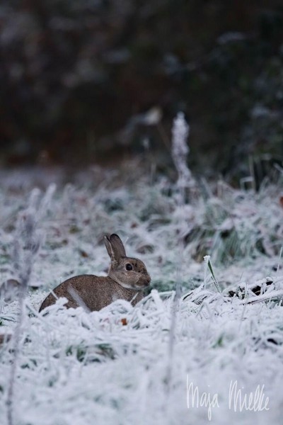 Rabbit
