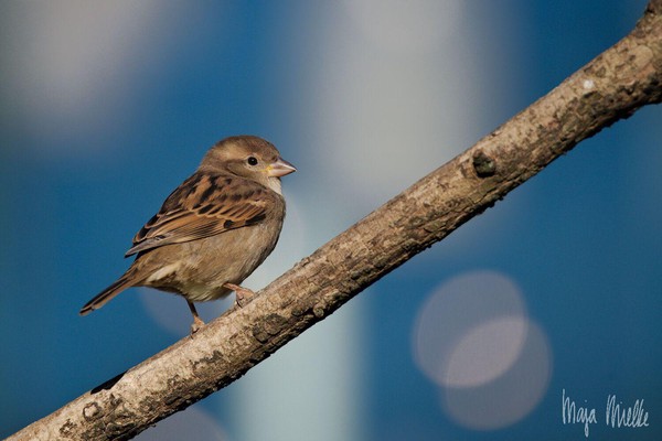Sparrow