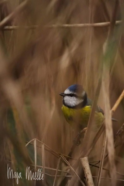 Blue tit