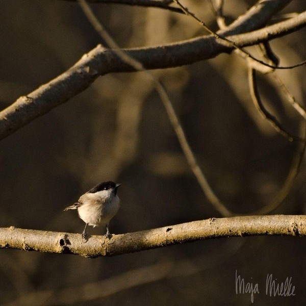 Marsh tit