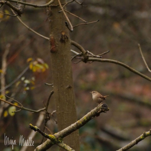 Wren