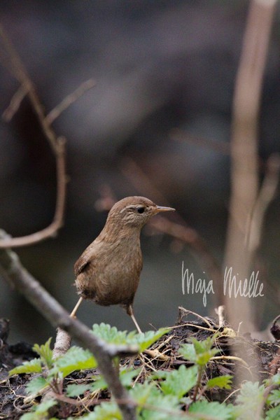 Wren