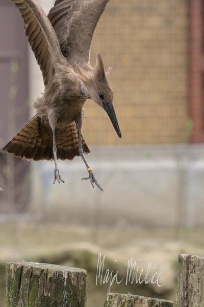 Hamerkop