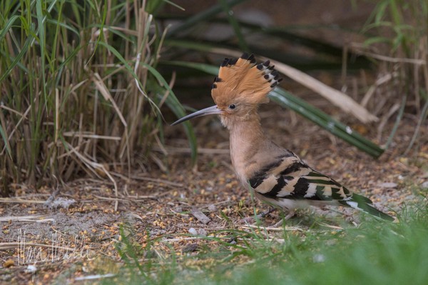 Hoopoe
