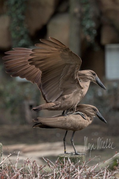 Hamerkop