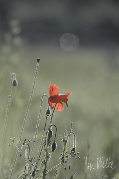 Poppy
