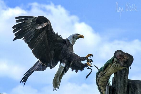 Bald eagle