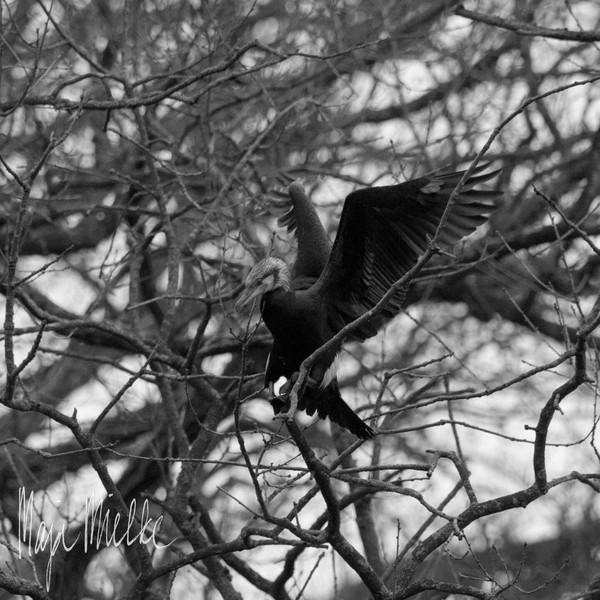 Cormorant